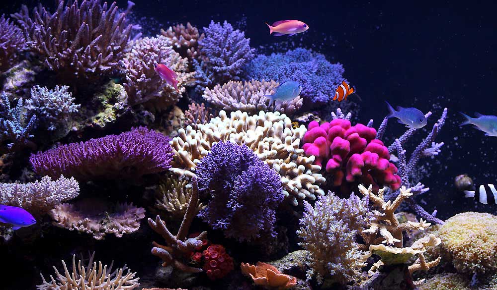 欧司朗 LED 为珊瑚虫的繁衍营造稳健的照明环境